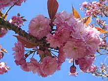 Cherry Blossom Kersen