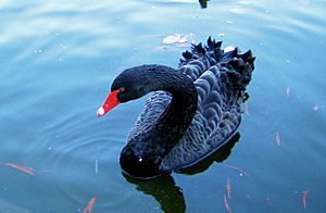 DSA1004-Black Swan Pond Spain-Castielli CC0