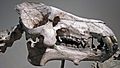 Dinohyus hollandi (fossil mammal) (Harrison Formation, Lower Miocene; Agate Springs Fossil Quarry, Nebraska, USA) 8 (33542317891)
