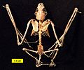 Eptesicus fuscus skeleton