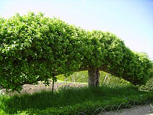 Espalier fruit tree at Standen, West Sussex, England May 2006