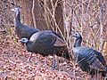 Female wild turkeys