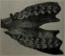 Fossil maxilla Hemiauchenia Boulle
