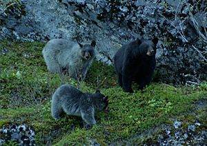Glacier Bear with cubs.jpg