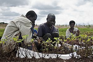 Groundnut harvesting in Malawi
