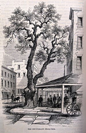 Harpers.New .Monthly.Pear .Tree .1862-e1487357415513