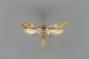 Hofmannophila pseudospretella M.jpg