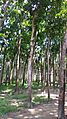 Mahogany trees in Bangladesh