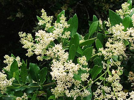 Olea capensis Ironwood tree flowers