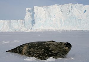 Phoque de Weddell - Weddell Seal
