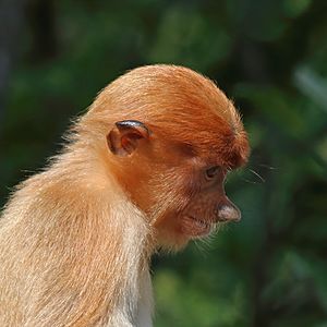 Proboscis monkey (Nasalis larvatus) juvenile Labuk Bay