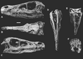 Velociraptor MPC-D 100 25 skull