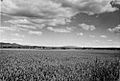 Camas field on Weippe Prairie.