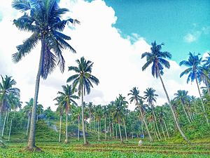 Coconut Plantation in Sipocot, Camarines Sur, Philippines