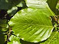 Fagus sylvatica leaf 001