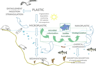 Interactions between marine microorganisms and microplastics.webp