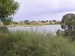 Lake Connewarre from Tait Point 05.jpg