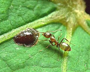 Linepithema Argentine ant