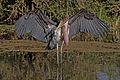 Marabou stork (Leptoptilos crumenifer) spreading wings 2