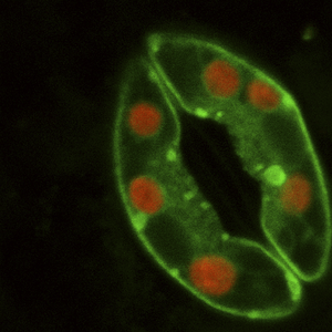 Plant stoma guard cells
