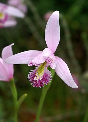 Pogonia ophioglossoides Orchi 01