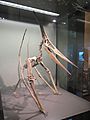 Pteranodon model in Vienna