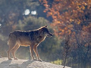 Spanish wolf 02