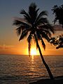 Sunset with coconut palm tree, Fiji
