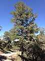 2013-06-27 10 20 11 Limber Pine on Spruce Mountain, Nevada