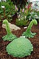 Aeonium tabuliforme at BBC Gardeners' World