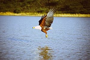 African fish eagle above water