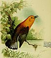 Our native birds of song and beauty, being a complete history of all the songbirds, flycatchers, hummingbirds, swifts, goatsuckers, woodpeckers, kingfishers, trogons, cuckoos, and parrots, of North (14750547232)