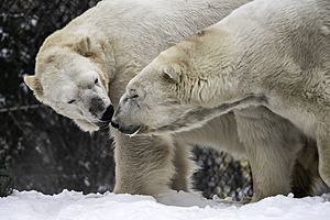 Polar bears at Como Zoo in St Paul, Minnesota copy