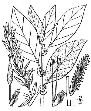Salix bebbiana.jpg