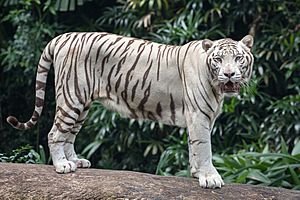 Standing white tiger