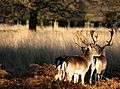 Two deer at Richmond Park, London