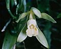Vanilla planifolia 1