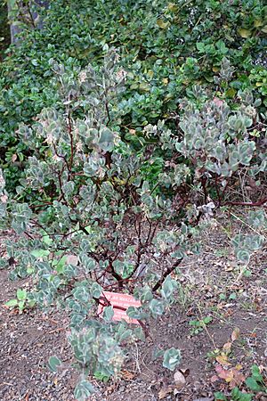 Arctostaphylos gabilanensis - Regional Parks Botanic Garden, Berkeley, CA - DSC04569.JPG