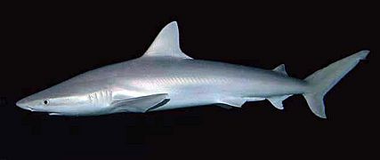 Carcharhinus acronotus SI