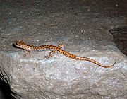 Cave salamander2.jpg