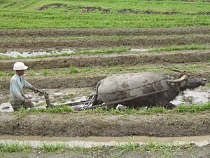 Farming-on-Indonesia
