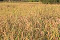 Golden rice field in Prey Veng Province