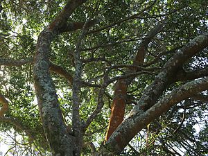 Investigator Tree Celtis paniculata Bass Point.jpg