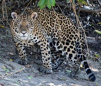 Jaguar in Pantanal Brazil 1 (cropped).jpg