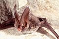 Rafinesque big-eared bat 5476130-SMPT