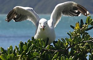 Red billed gull eating berries 02