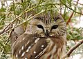 Sawhet Owl