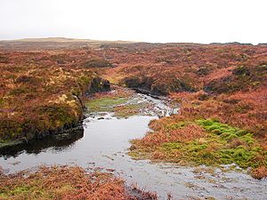 Upland bog which forms the official source of the Severn - geograph.org.uk - 1126228