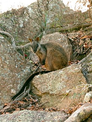 Brush-tailed Rock-wallaby