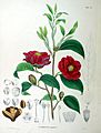 Camellia japonica SZ82
